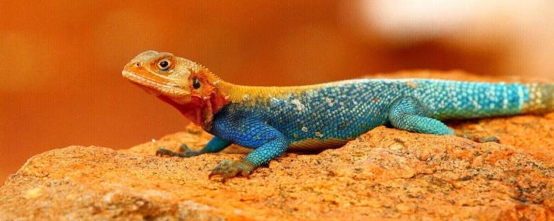 蜥蜴和变色龙的区别 变色龙是不是蜥蜴的一种