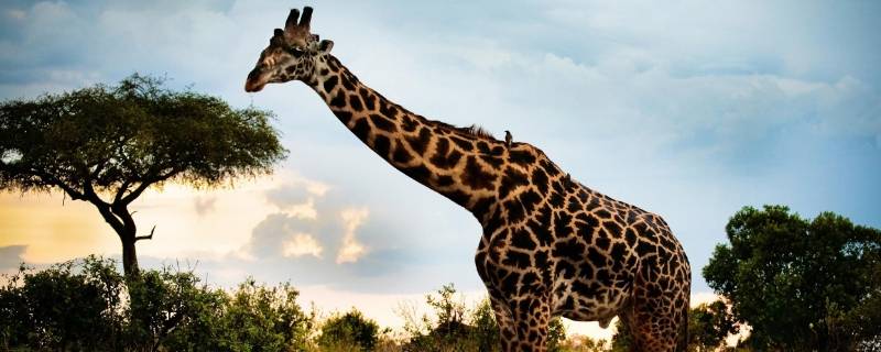 长颈鹿的脚印什么形状（长颈鹿的脚印什么形状最好看）