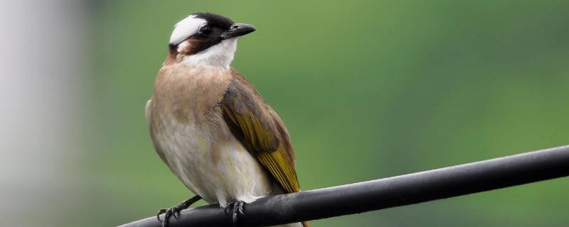 鸟类的宣传标语怎么写 鸟类的宣传标语有哪些