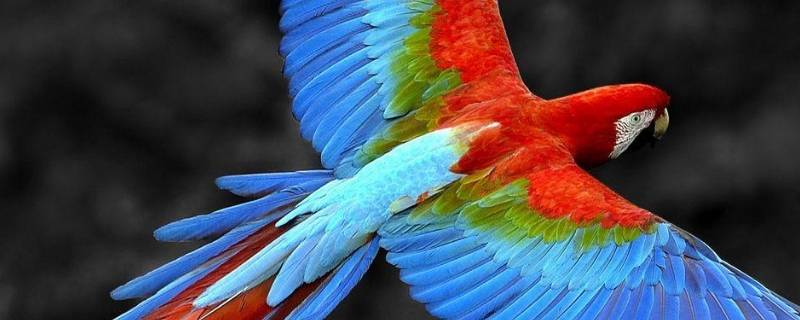 鹦鹉的脚印像什么形状 鹦鹉的脚印像什么形状图片