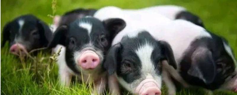 肥冬指什动物（肥冬是什么生肖）