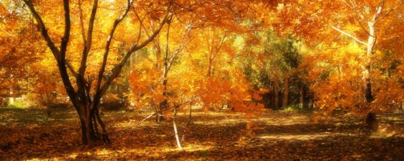 10月中旬属于什么季节（10月中旬是什么节气）