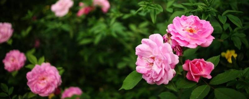 四月是什么季（四月是什么季节?）