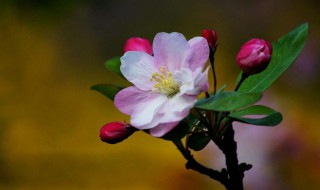 海棠花花语是什么意思 海棠花花语是什么意思啊