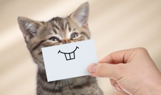 笑脸表情什么意思（微信笑脸表情什么意思）