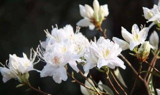 索玛是什么意思 索玛是啥意思