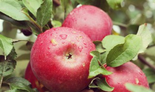 苹果的苹可以组什么词（苹果的苹可以组什么词什么词）