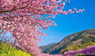 怎么形容樱花 怎么形容樱花的美