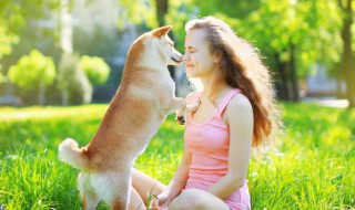 萨摩幼犬怎么养（萨摩耶幼犬怎么养）